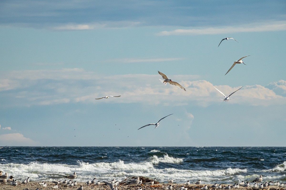 Common Tern - ML481098231