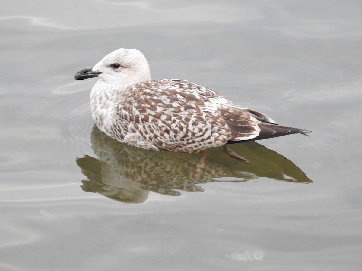 Great Black-backed Gull - Zach M