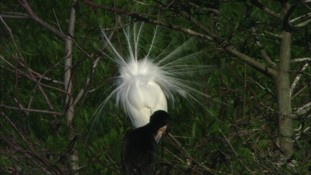 Great Egret (American) - ML481099