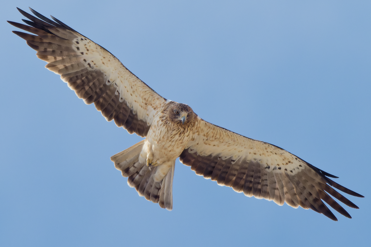 Booted Eagle - ML481100511