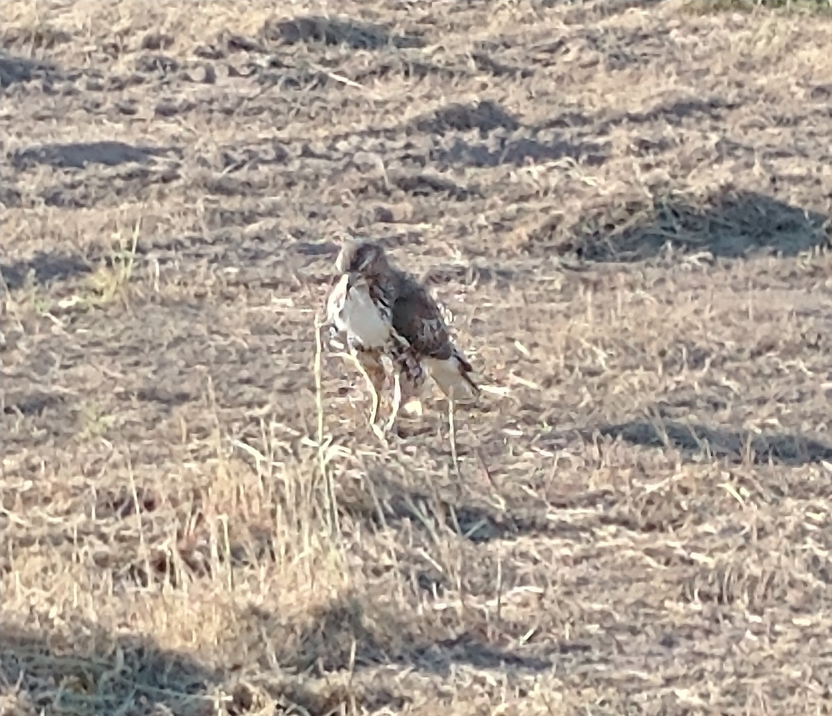 Red-tailed Hawk - ML481101041