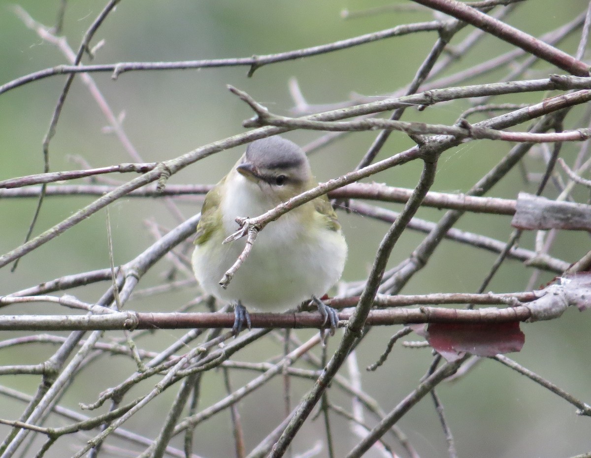 Red-eyed Vireo - ML481101591