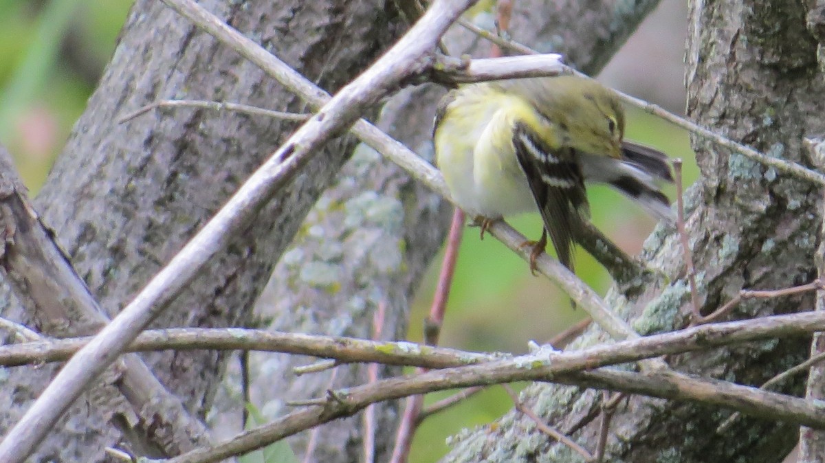 Bay-breasted Warbler - ML481101691