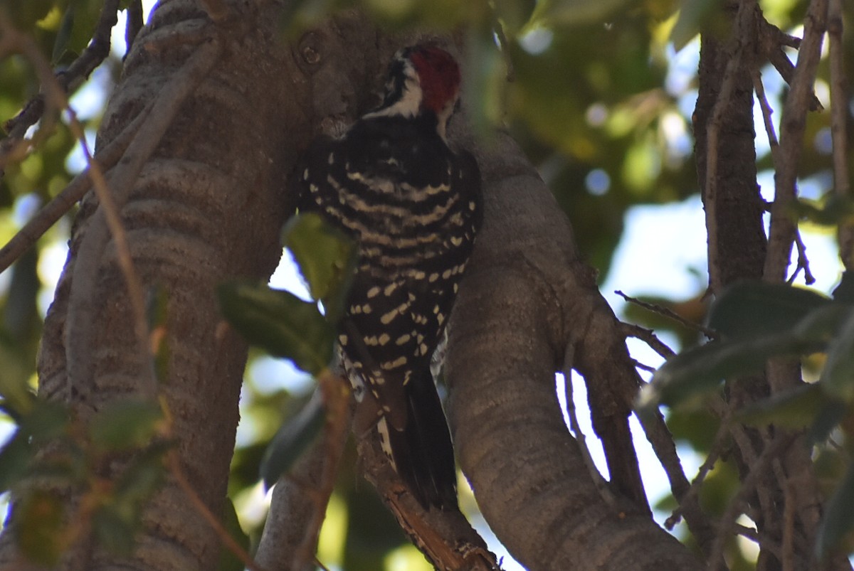 Nuttall's Woodpecker - ML481101821