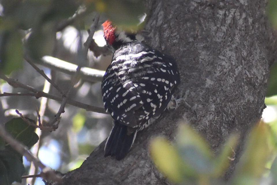 Nuttall's Woodpecker - ML481101971