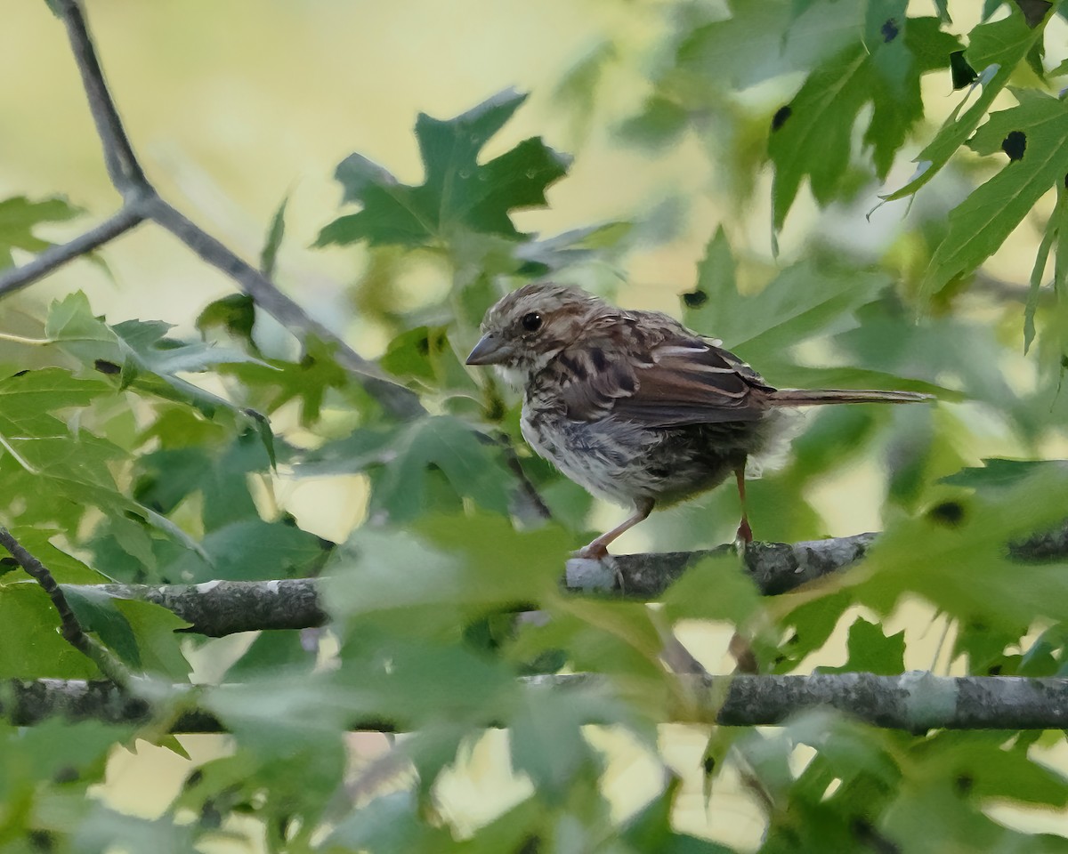 Song Sparrow - ML481103491