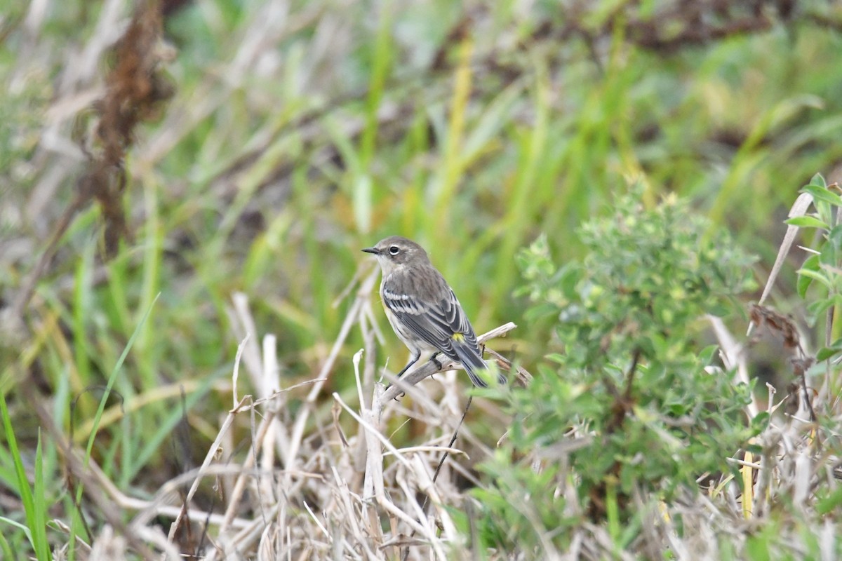 Yellow-rumped Warbler - Mallary Webb