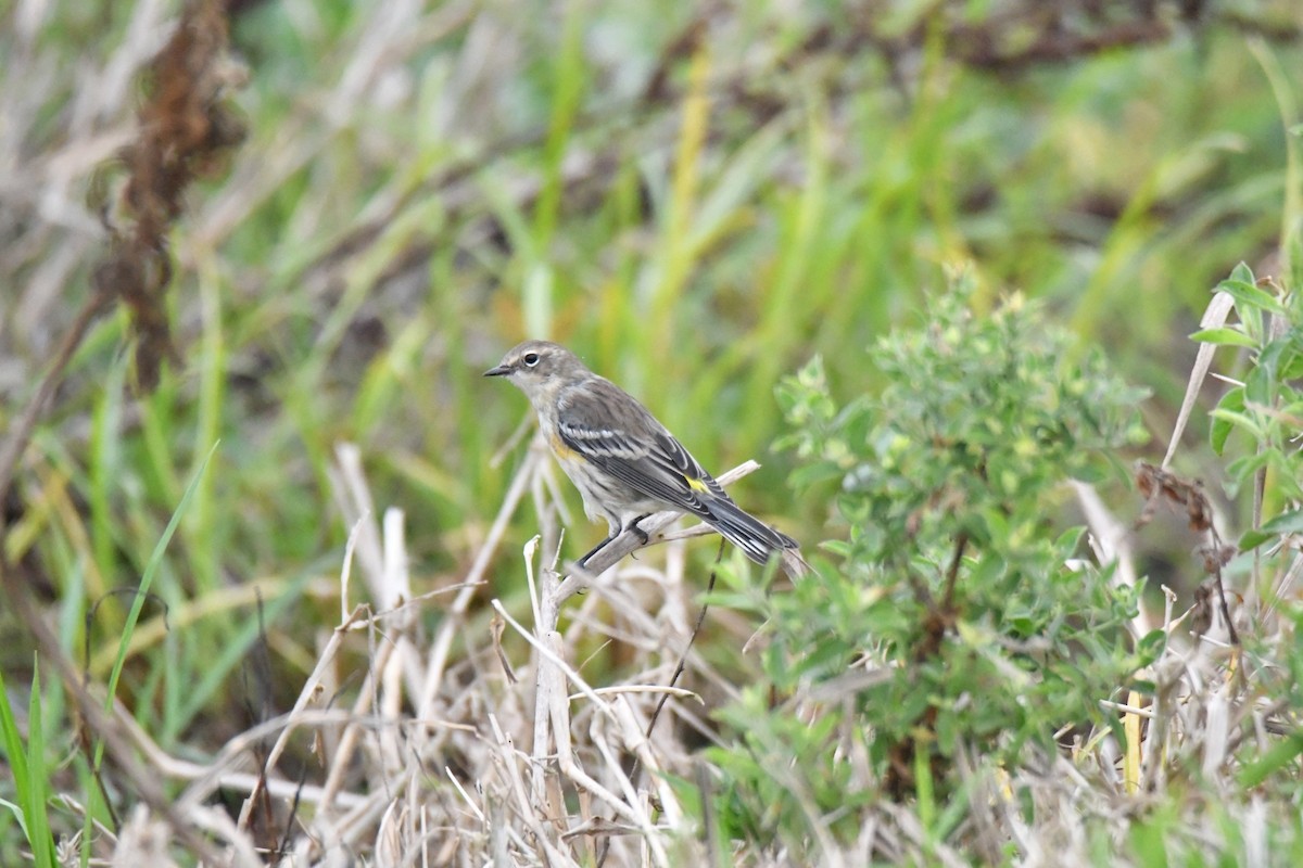 Yellow-rumped Warbler - ML481103571