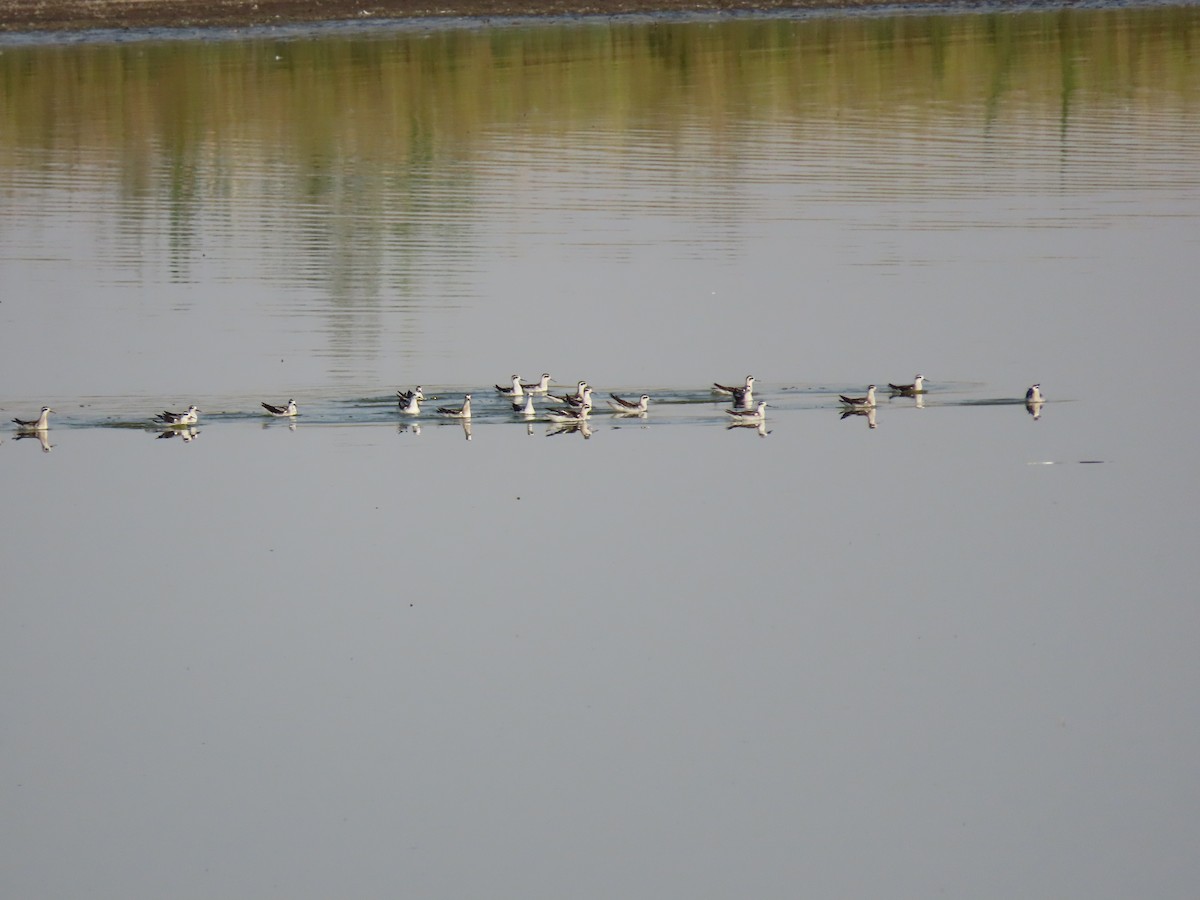 Red-necked Phalarope - ML481103641