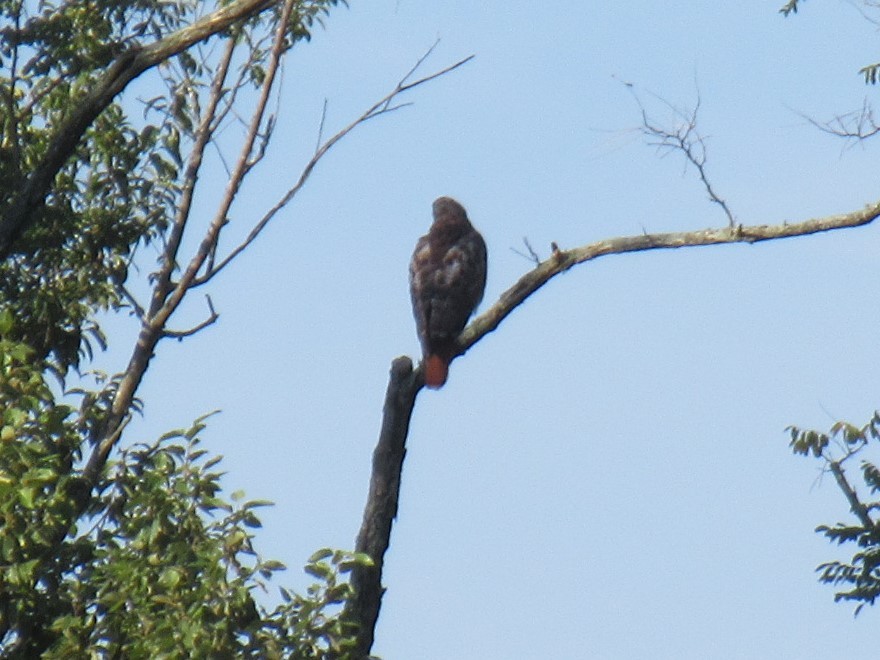 Red-tailed Hawk - ML481103741