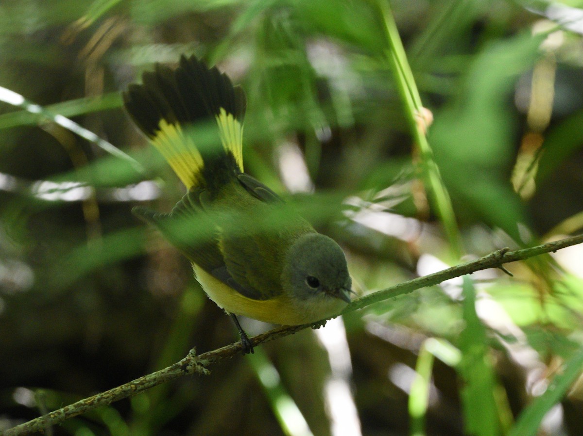 American Redstart - ML481103751