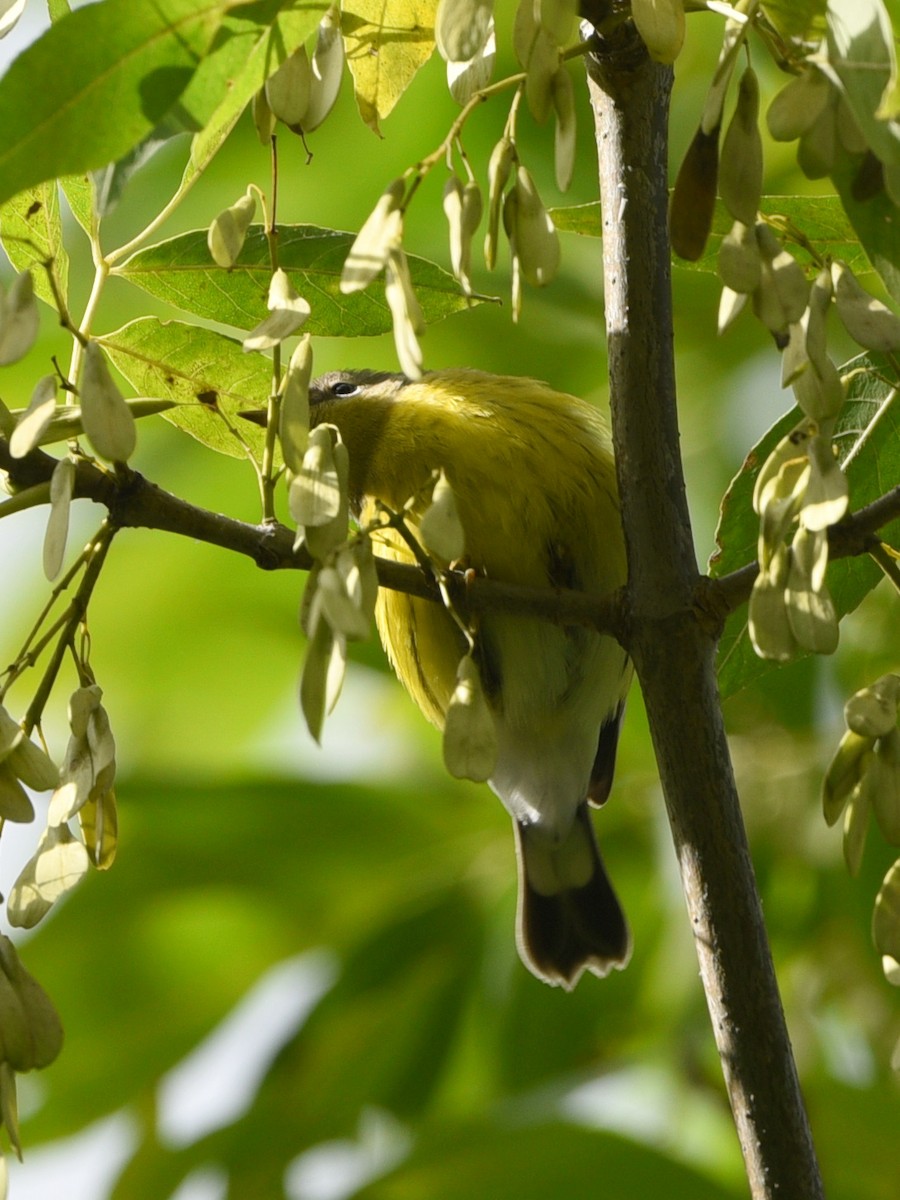 Magnolia Warbler - ML481103831