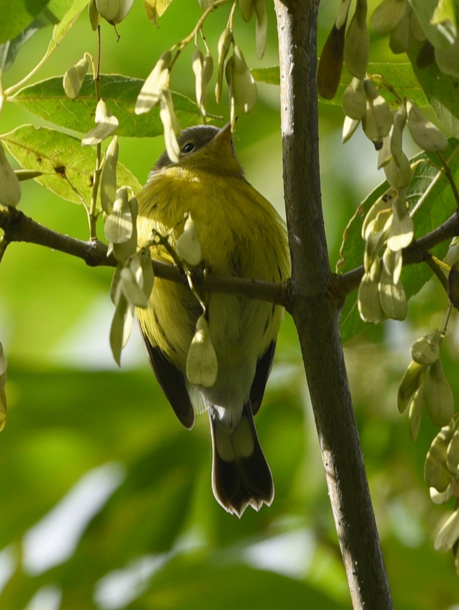 Magnolia Warbler - ML481103841