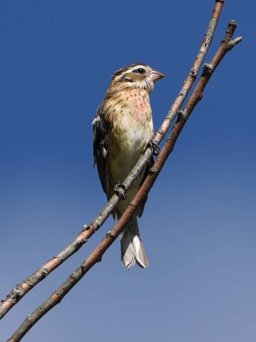 Rose-breasted Grosbeak - ML481103871