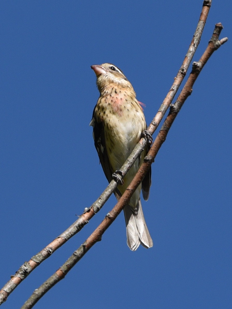 Rose-breasted Grosbeak - ML481103881