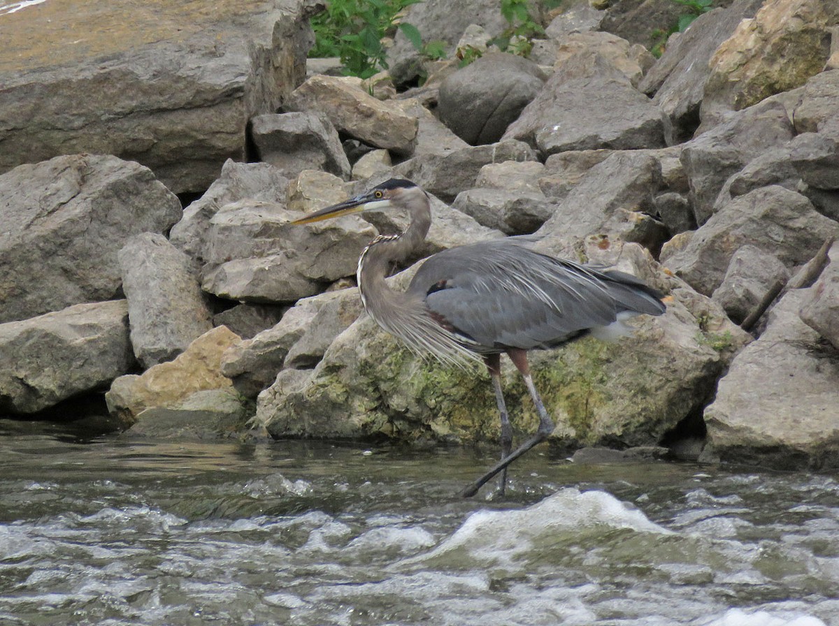 Great Blue Heron - ML481104171