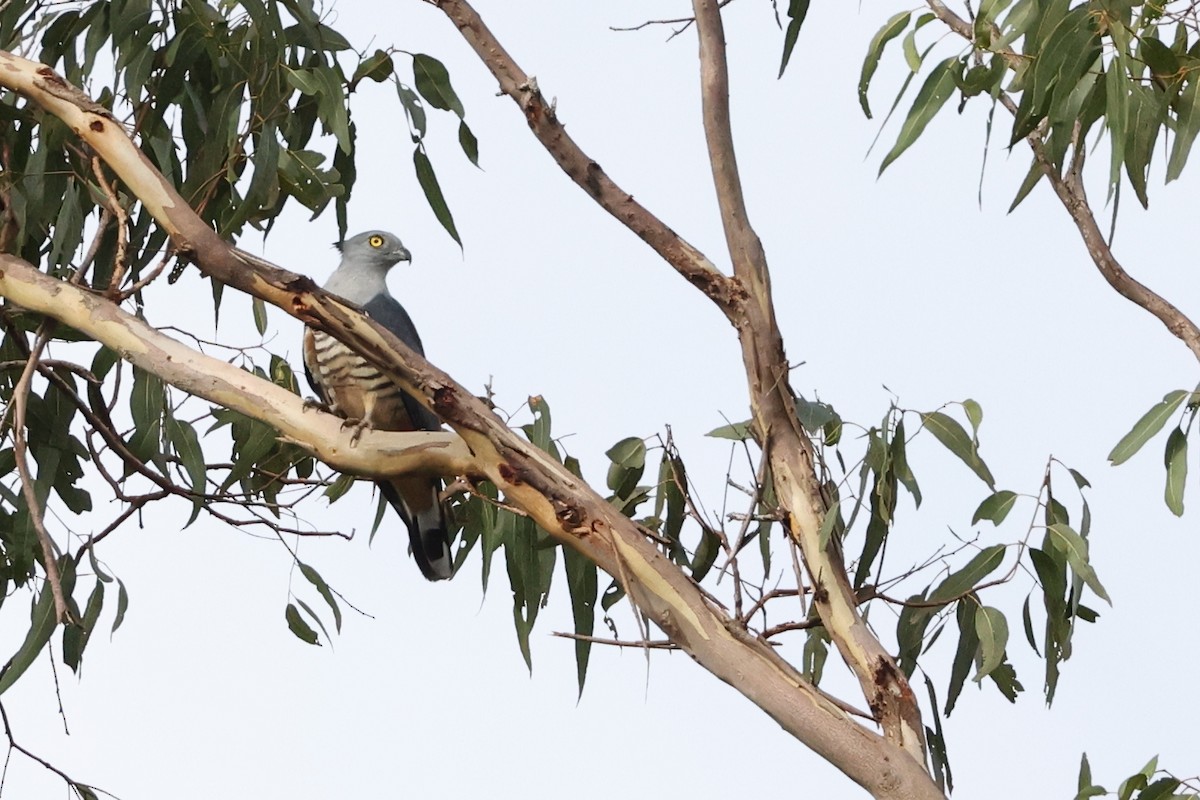 Pacific Baza - ML481104551