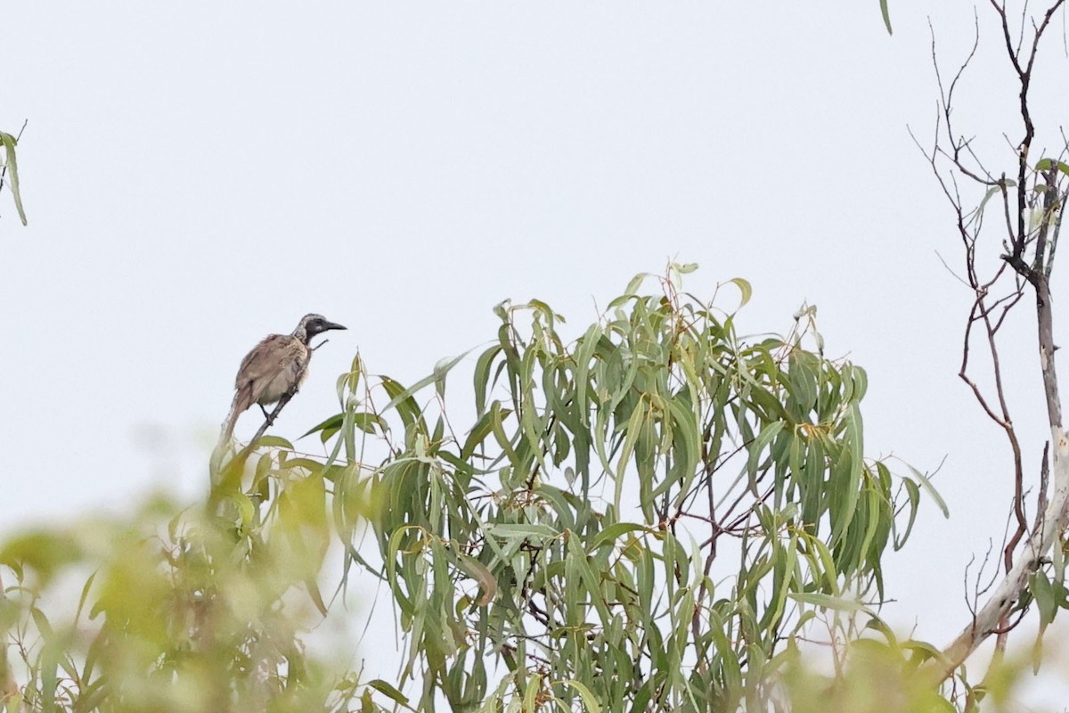 Streak-headed Honeyeater - ML481104801