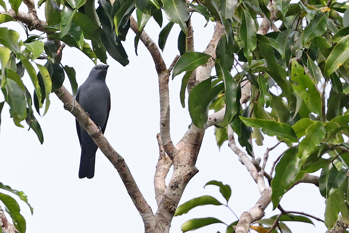 Boyer's Cuckooshrike - ML481105041