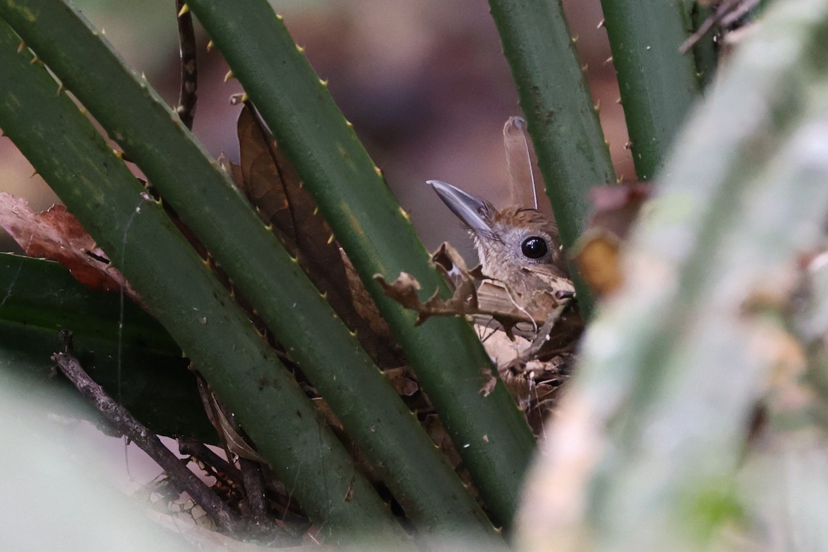 Variable Shrikethrush - ML481105201