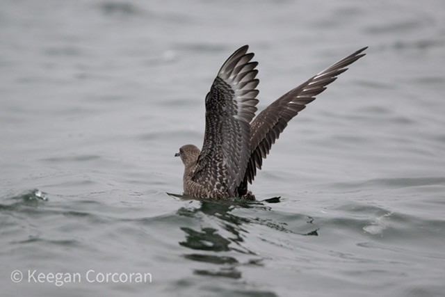 Long-tailed Jaeger - Keegan Corcoran