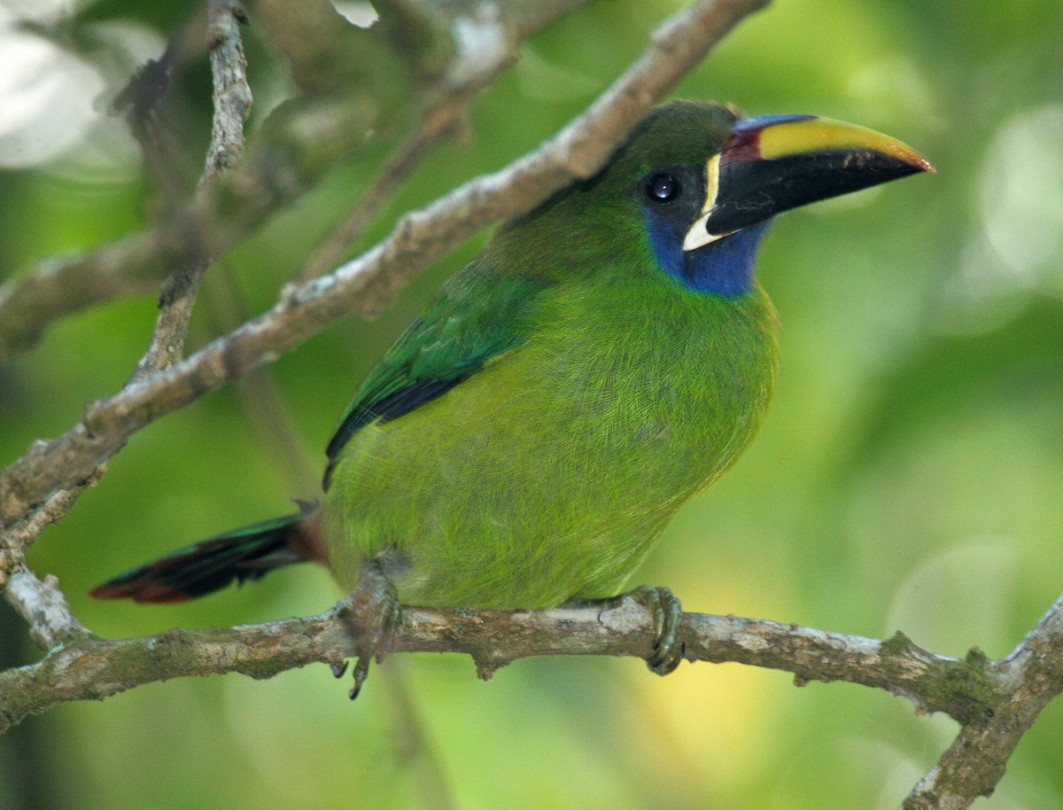 Northern Emerald-Toucanet - ML481105501