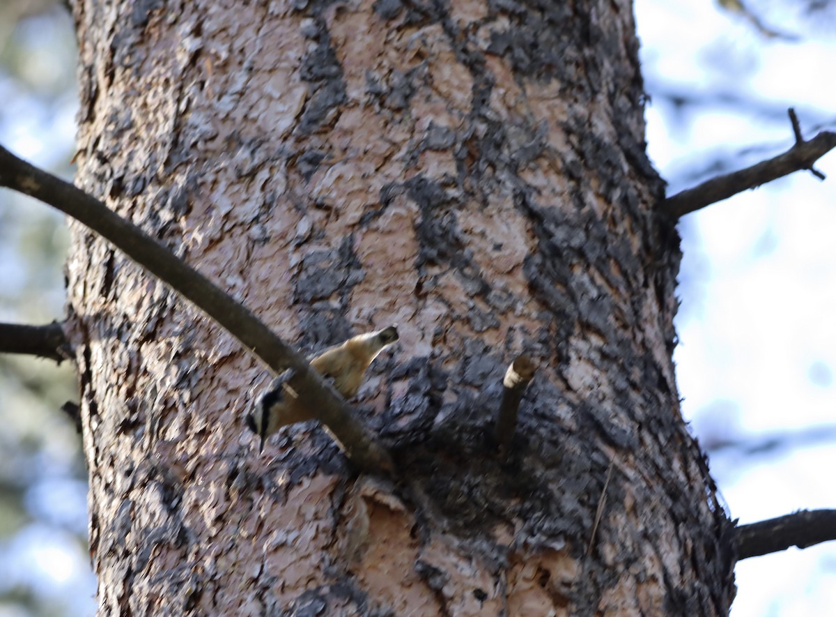 Red-breasted Nuthatch - ML481106821