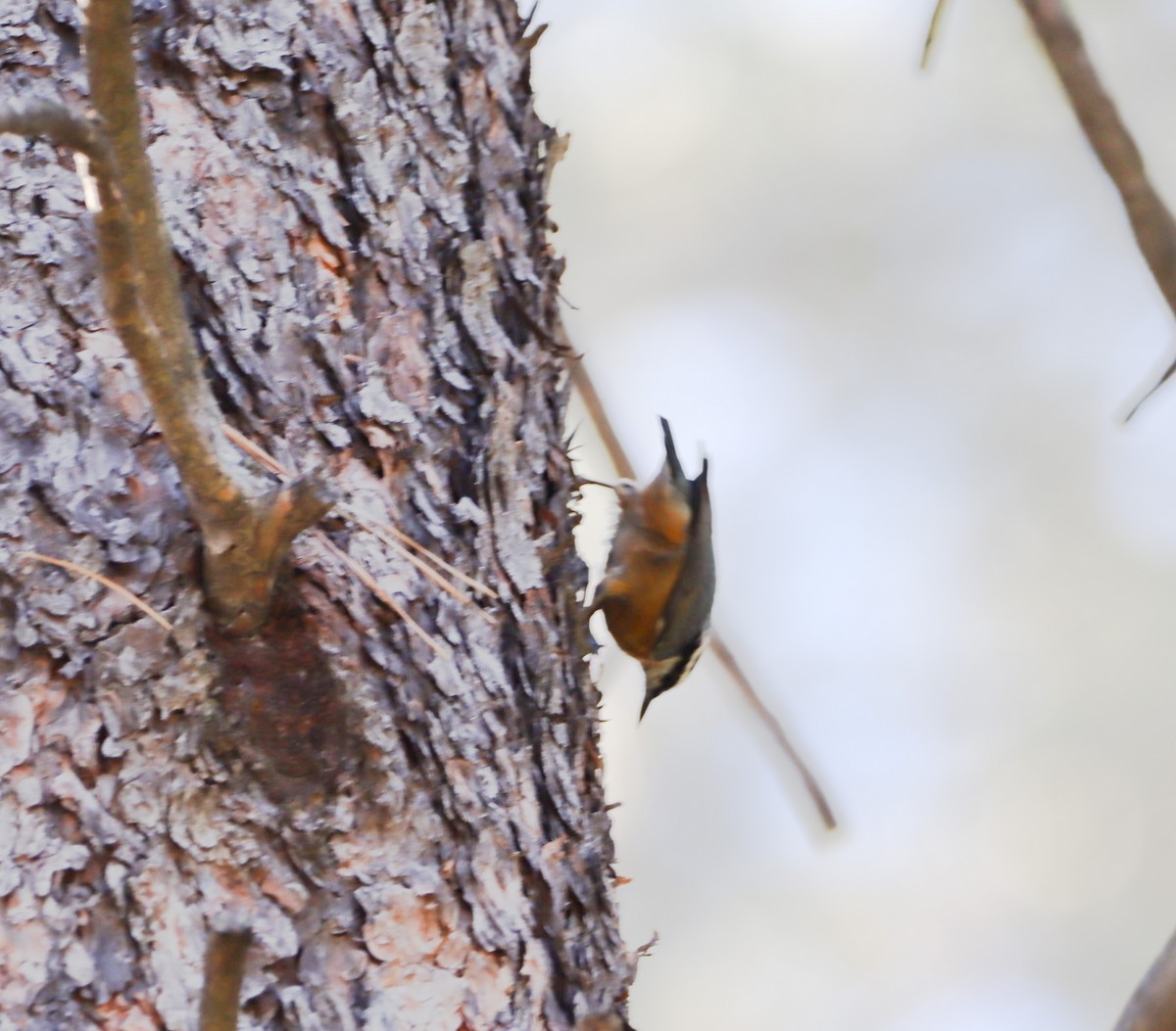 Red-breasted Nuthatch - ML481106841