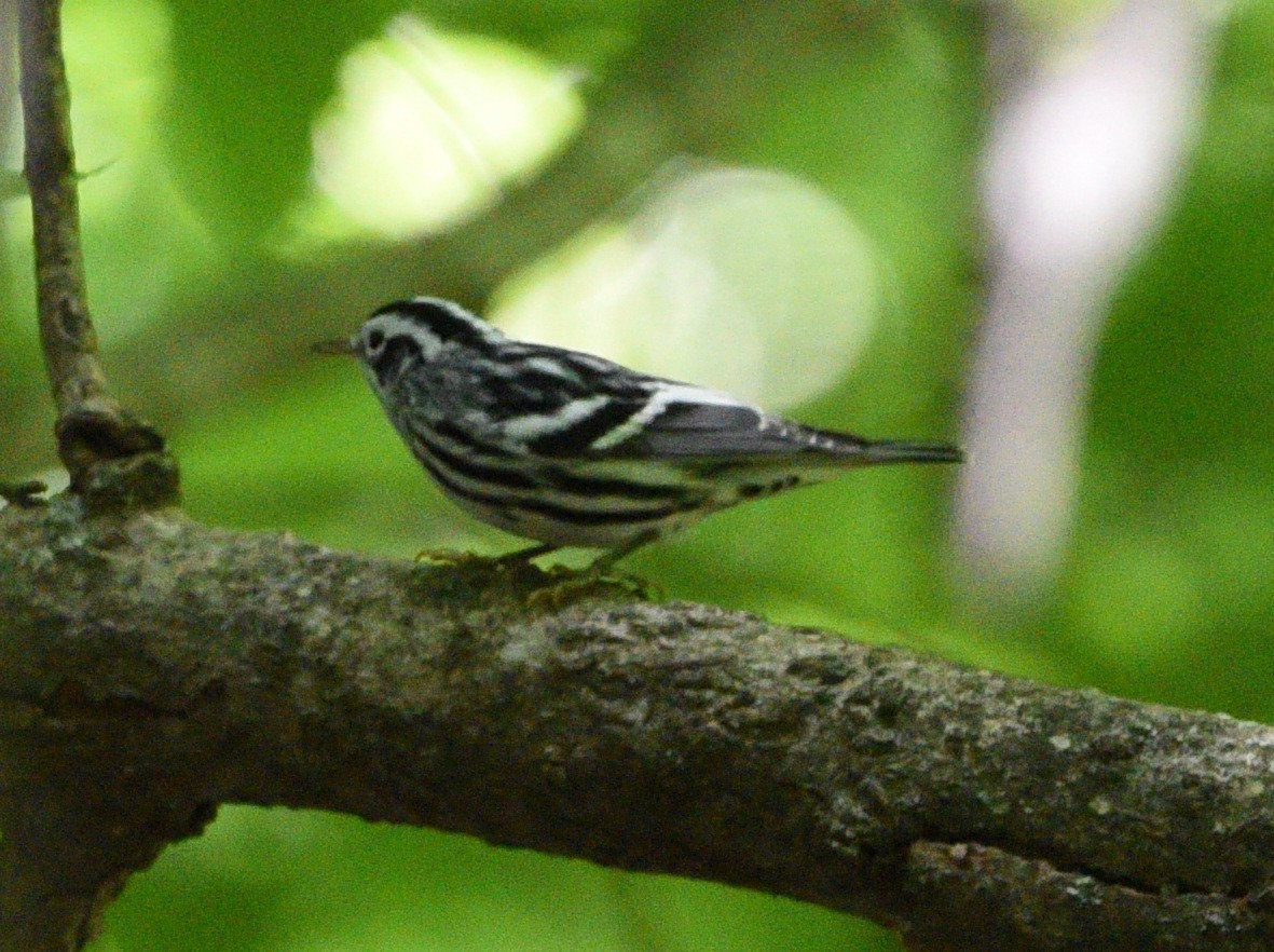 Black-and-white Warbler - ML481107911