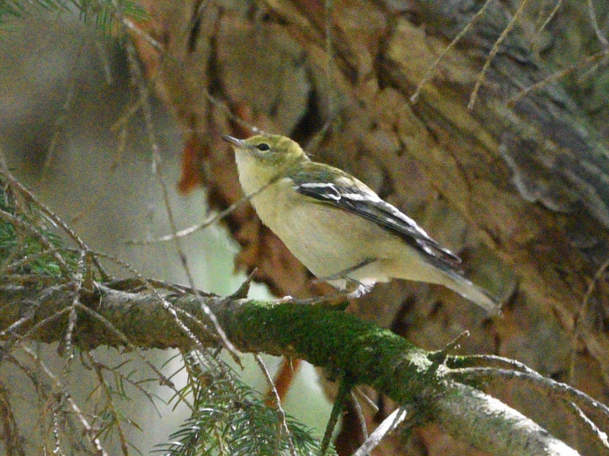 Bay-breasted Warbler - ML481107941