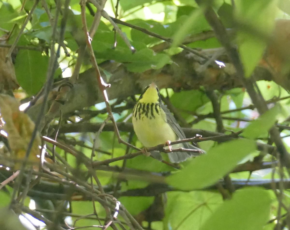 Canada Warbler - ML481108041