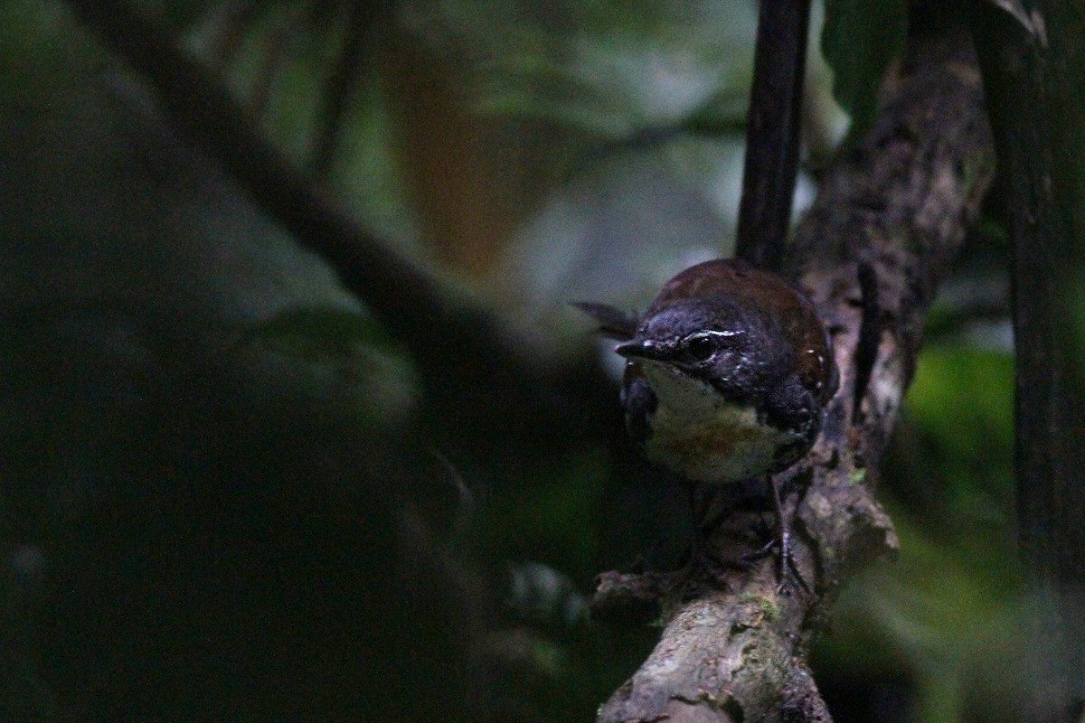 Rusty-belted Tapaculo - ML481108321