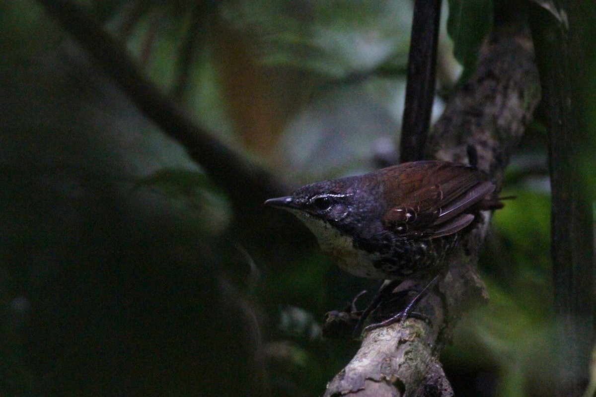 Rusty-belted Tapaculo - ML481108331