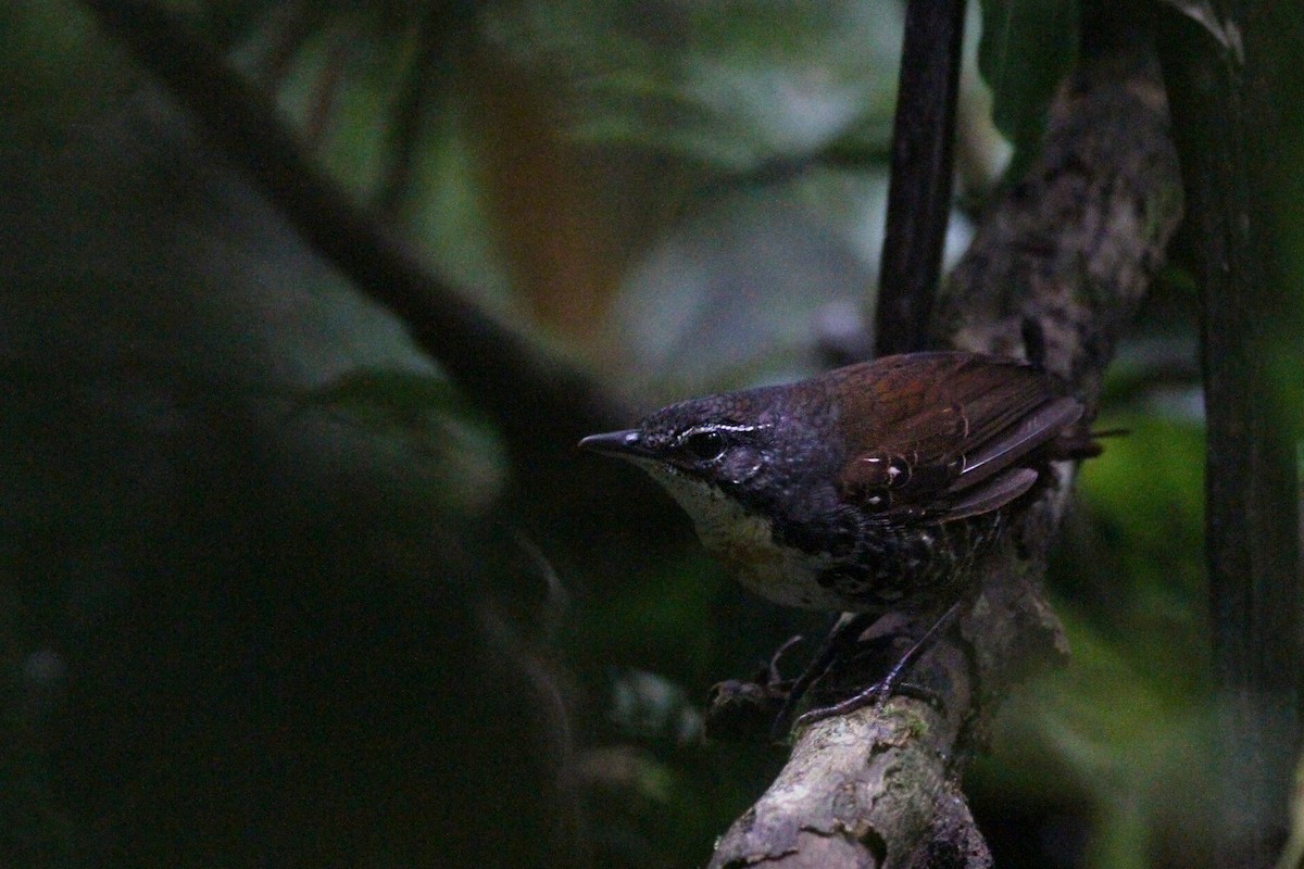 Tapaculo Amazónico - ML481108331