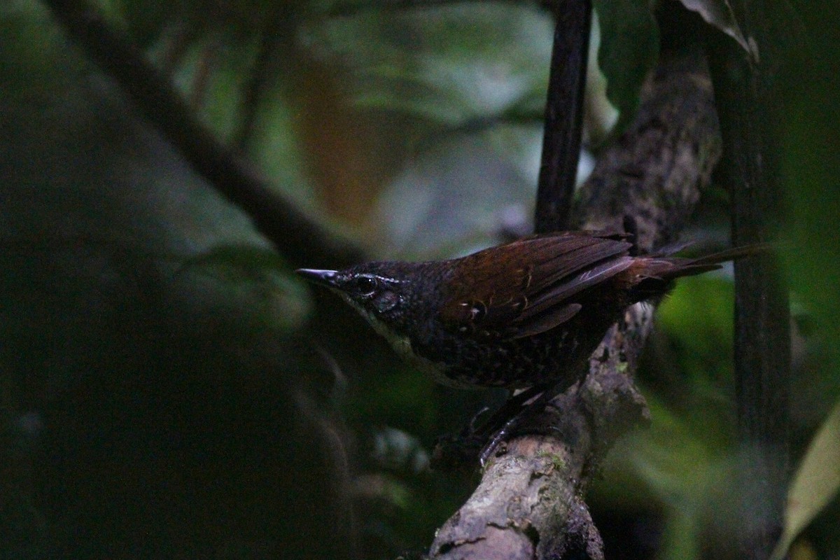Rusty-belted Tapaculo - ML481108341