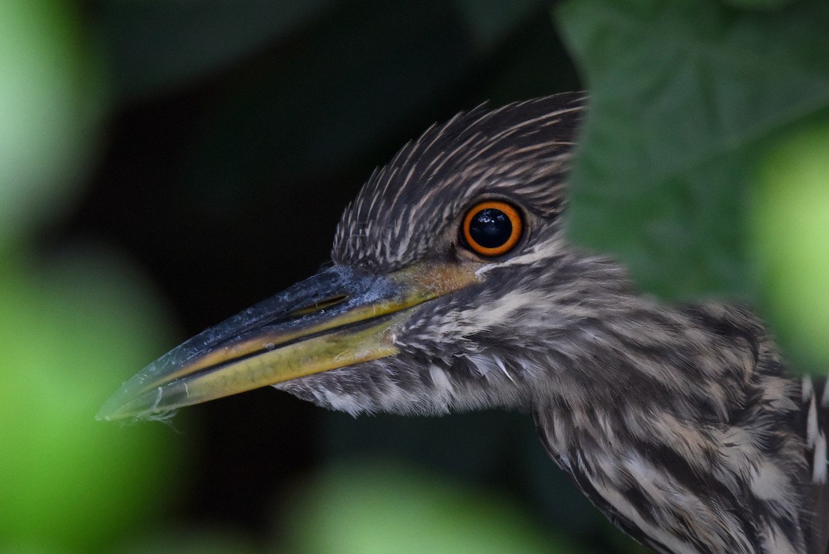 Black-crowned Night Heron - ML481108381