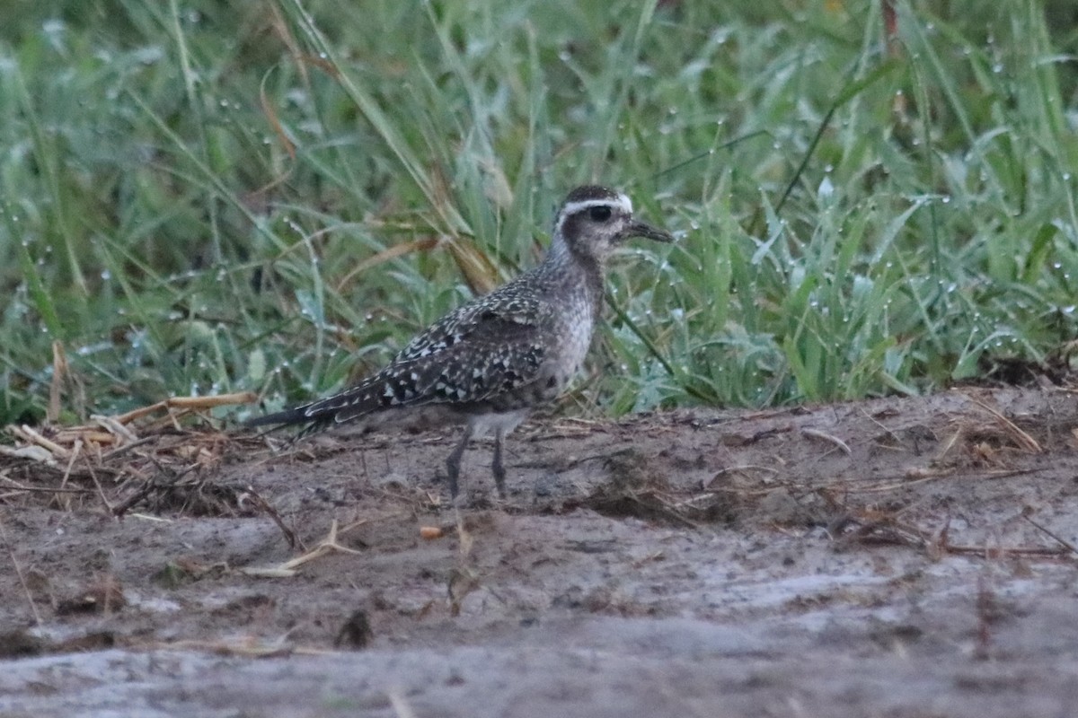 American Golden-Plover - PJ Pulliam