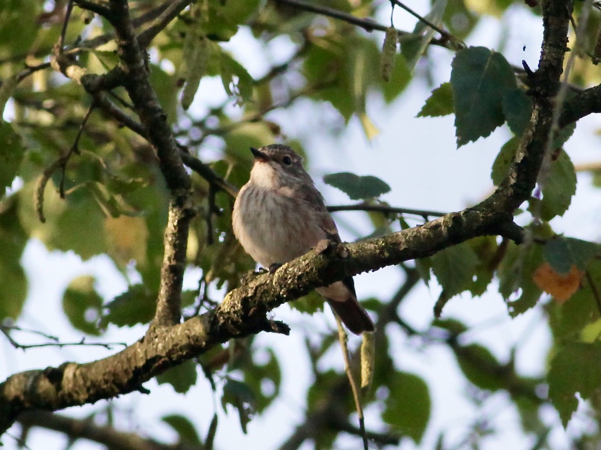 Spotted Flycatcher - ML481111781