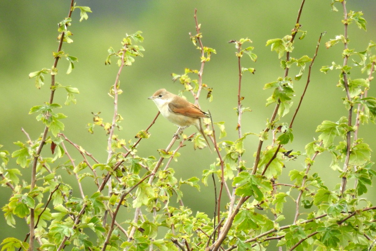 Greater Whitethroat - Peter Hines
