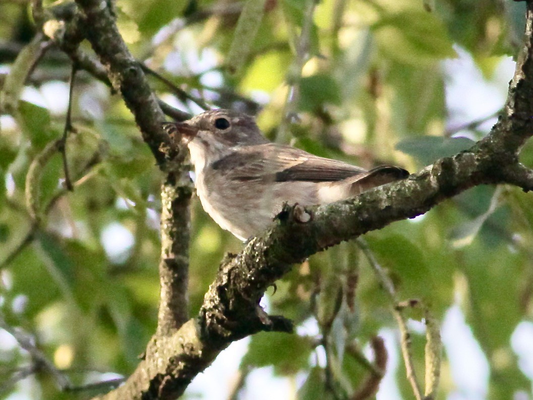 Spotted Flycatcher - ML481112901