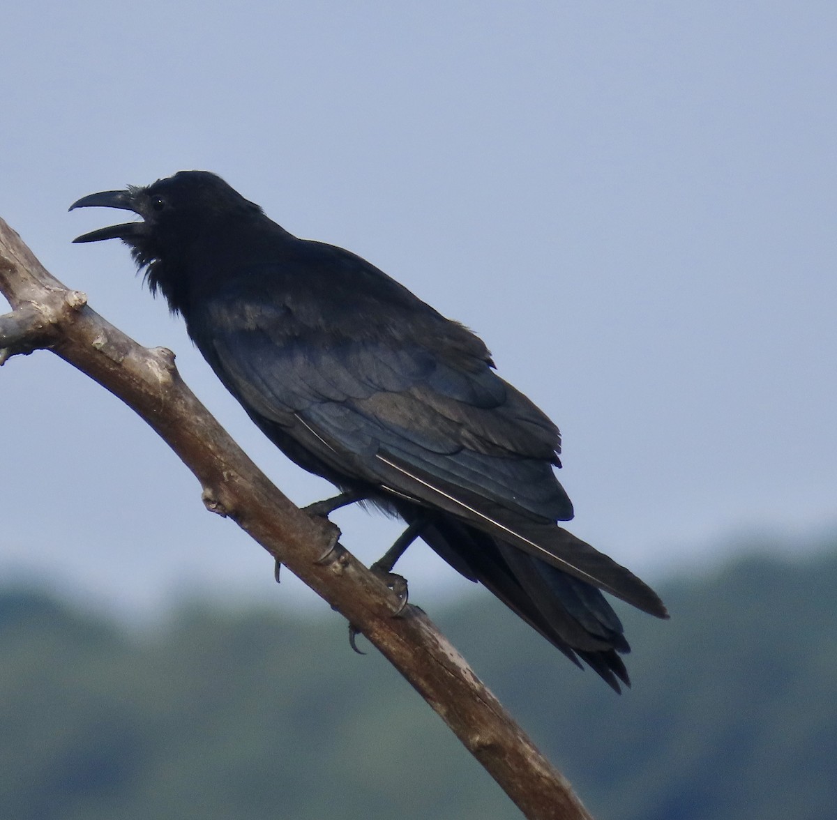 Fish Crow - ML481113101