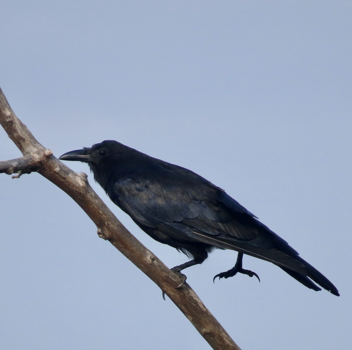 Fish Crow - ML481113111