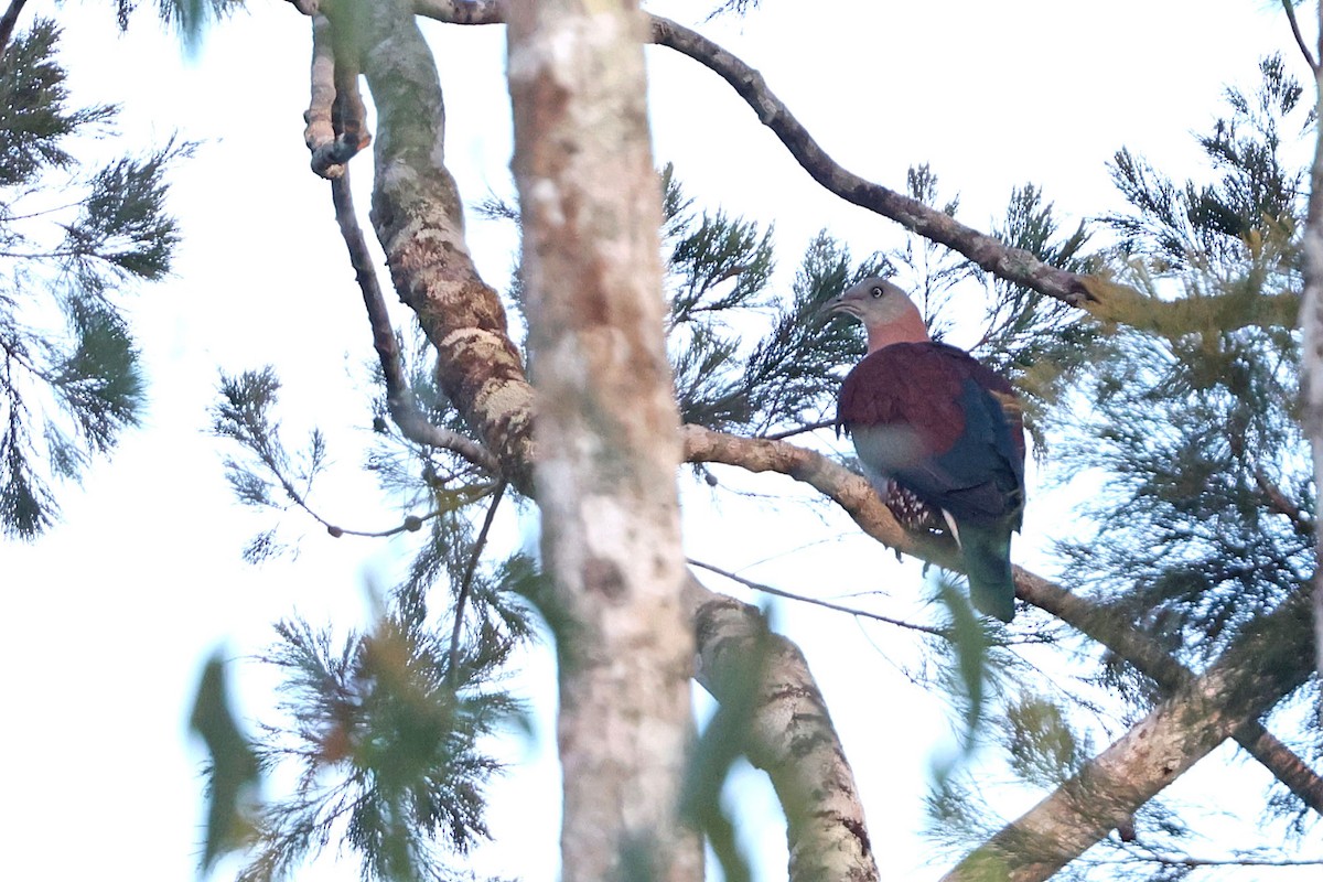 Zoe's Imperial-Pigeon - ML481113131