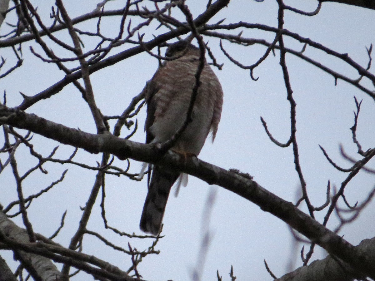 Sharp-shinned Hawk - ML48111371