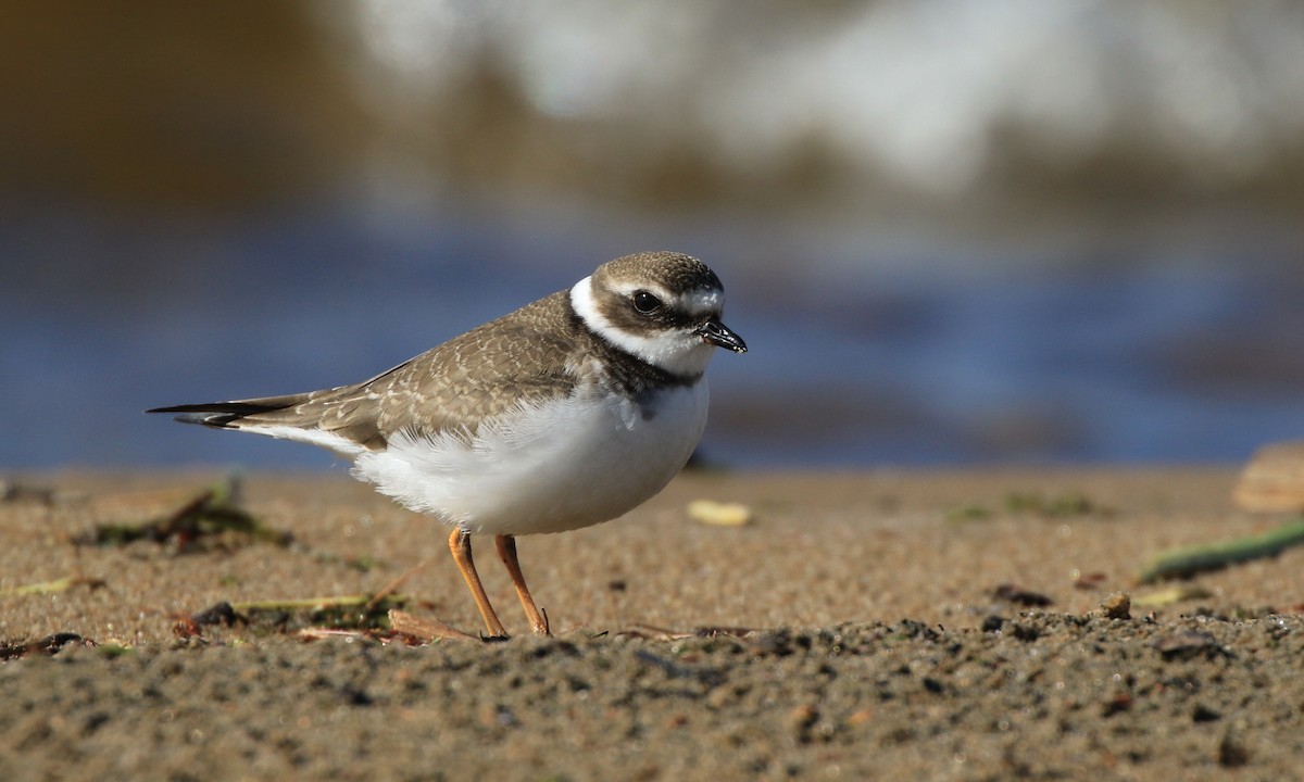Semipalmated Plover - Diane St-Jacques
