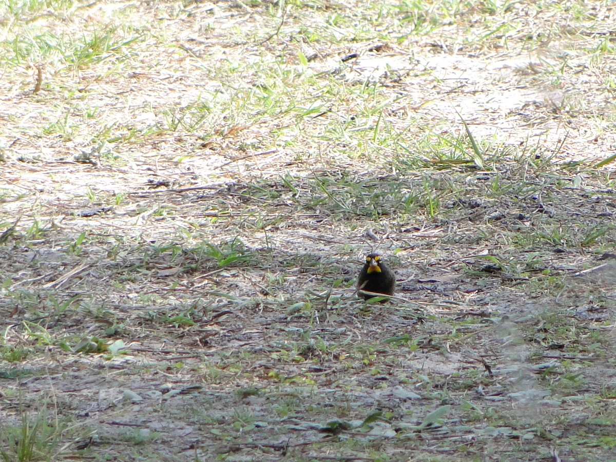 Yellow-faced Grassquit - Mary Mehaffey