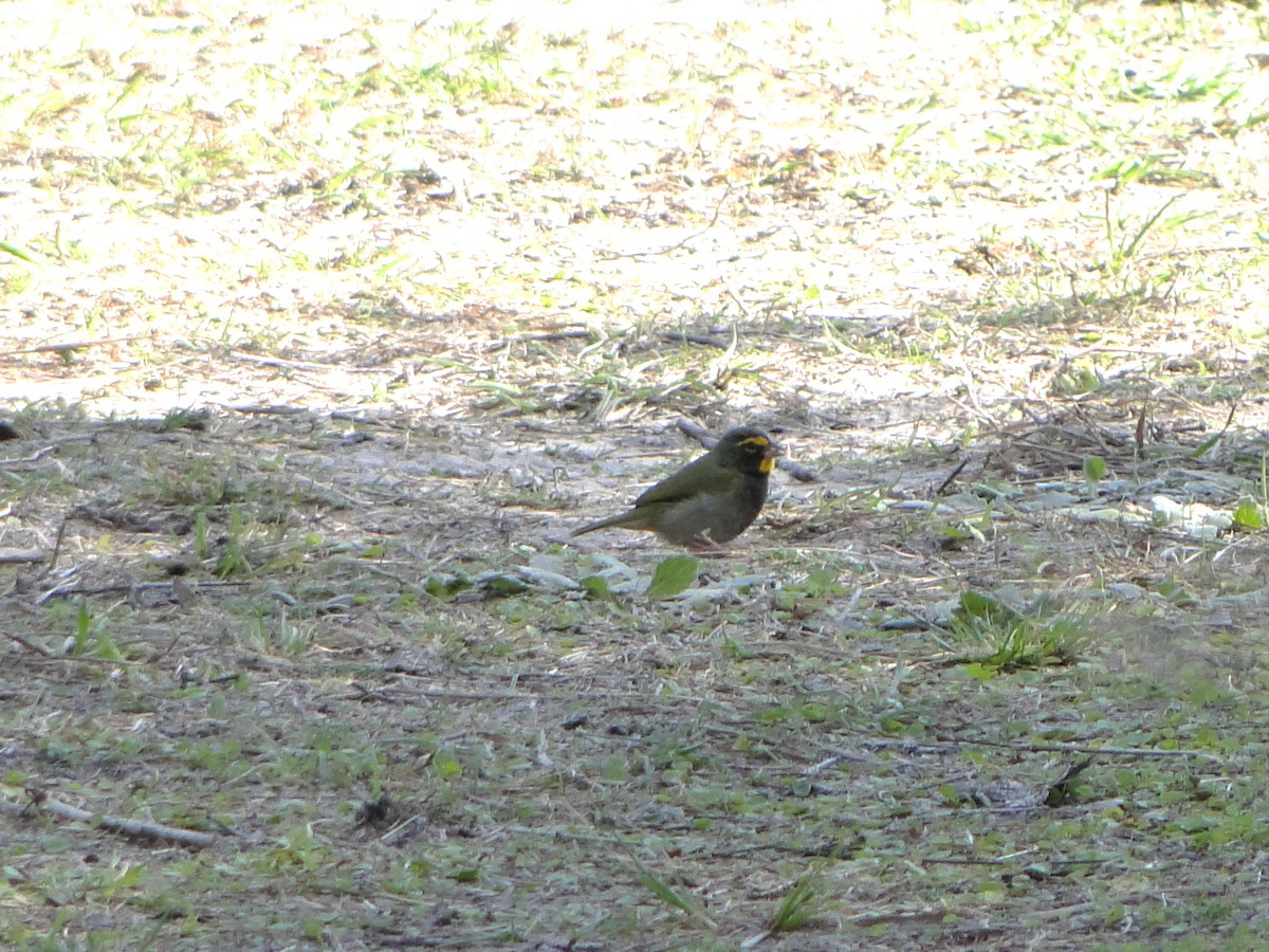 Yellow-faced Grassquit - ML481115041