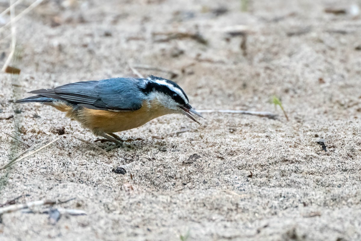 Red-breasted Nuthatch - ML481115121