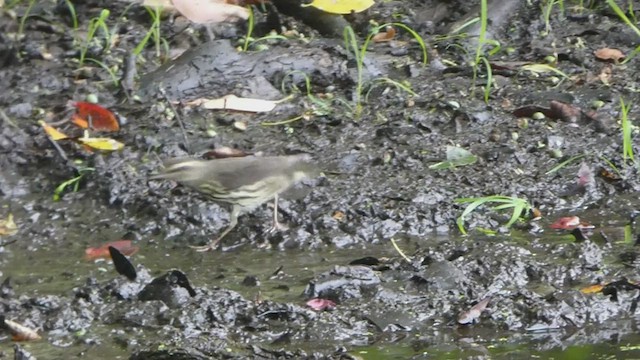 Northern Waterthrush - ML481117111