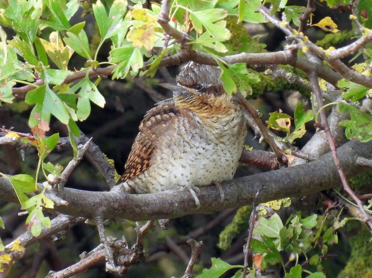 Eurasian Wryneck - ML481117651